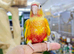 Baby Pineapple conure hand reared available