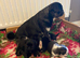 Beautiful pug puppies 1 boy 1 girl available