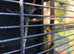 Parrot finches