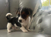 Adorable jack Russell puppies