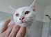 White kittens for sale