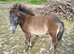 Miniature British Spotted Pony Filly