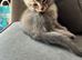 4 Stunning Siamese Mixed Kittens