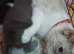 Last ragdoll cross kitten