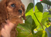 Beautiful boy available kc registered