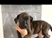American bulldog puppies