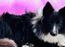Beautiful black bi Shetland sheepdog girl
