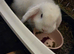 Urgent Rehoming, Mini Lop bunny, Daisy