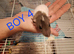 Baby male dumbo rats
