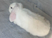 Female lop rabbit