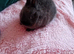 Pure bred Netherland Dwarf Boy