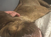 3/4 presa canario 1/4 Dogue de Bordeaux