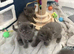 Gorgeous Persian kittens looking for homes