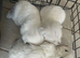Beautiful Westie pups