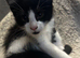 Tuxedo x Maine Coon kittens