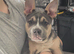 Bully cross French bulldog