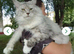 CHAMPION LINE xxl cubs