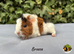 Gorgeous baby guinea pig