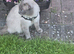 Missing male ragdoll (Tom)