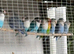 12 love birds