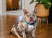 Pocket bully male