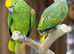 Orange winged amazon