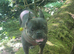 Bull dog x northfolk terrier pups