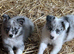 Beautiful mixed litter of border collies