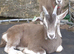 Fabulous Entire Intact Toggenburg Billy Goat Kid - Father Pedigree