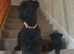 Kerry blue terrier puppies