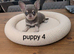 Beautiful quality BLUE/LILAC apple head chihuahuas