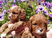 Quality True mini Cavapoo puppies in Eastleigh