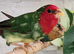 Proven pair of redfaced parrot finch £130