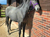 Very pretty 2yr Irish Sports Horse Filly