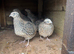 Quails jumbo coturnix