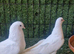 Turkish pigeons