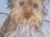 Mixed breed puppy for sale