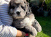 Chocolate Merle SaintBerdoodle, Beautiful Rare F1 READY NOW!!!!