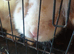 6 Dutch rabbits