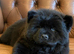 Georges Chow Chow Girl