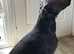 Bull greyhound Lurcher
