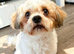 Male Shihtzu for sale