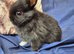 3 Male Pure Netherland Dwarfs