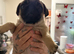Fawn pug puppy