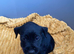 Beautiful litter looking for there forever homes