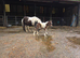 MINI SHETLAND colt foal, spsbs reg.