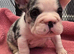 Velvet big rope Kc registered girl