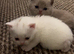 BSH kittens