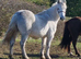Cob x Dartmoor Stocky Gelding