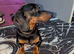 Beautiful dachshund boy